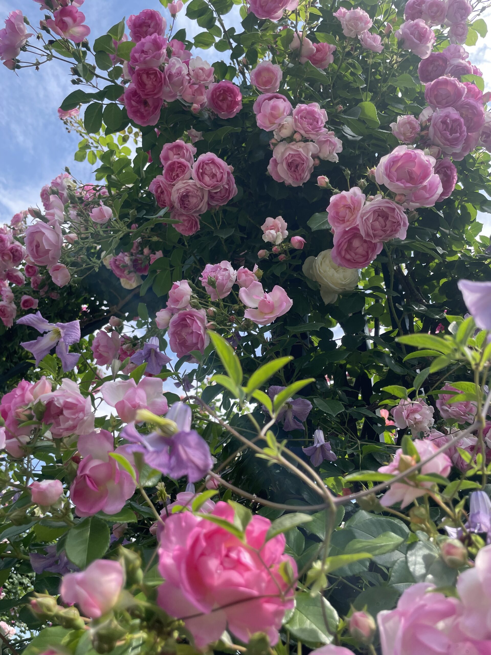 A様いつもありがとうございます💓
オーダー焼菓子セットです🌱